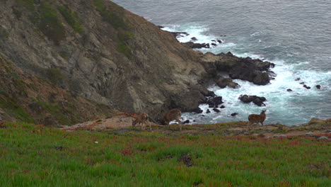 Mother-deer-and-two-fawns-grazing-on-the-cliffs-of-the-Pacific-Ocean-in-northern-California