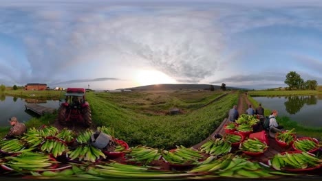 360-vr-clip-of-tractor-pulling-farmhands-and-load-of-freshly-picked-corn-at-sunrise