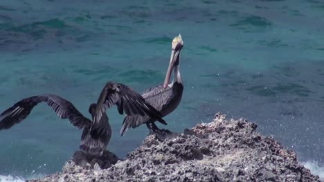 Pelicans-squawk-on-a-rock