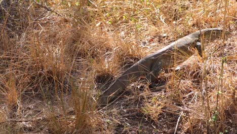 Footage-of-a-large-water-monitor-in-a-natural-national-park-in-South-africa