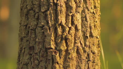 The-sun-shines-through-the-bark-of-a-maple-tree