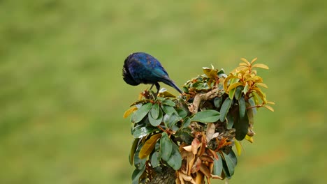 Slow-motion:-Cape-Glossy-Starling-preens-feathers,-hops-between-branches-atop-small-tree-with-yellow-leaves,-and-looks-around-curiously