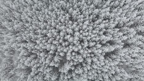 Top-down-aerial-upward-over-dense-snow-covered-pine-trees
