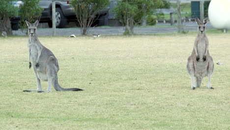 Australian-kangaroo's-grazing-in-a-township-park-land