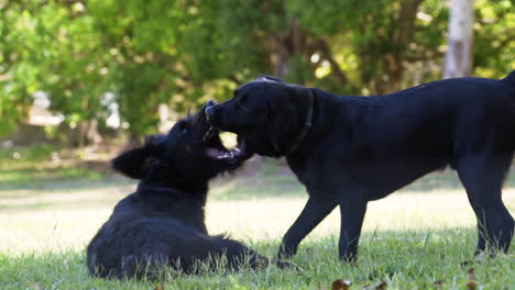Dos-Perros-Labradores-Negros-Jugando-Juntos-Y-Mordiéndose-Al-Sol-De-La-Tarde