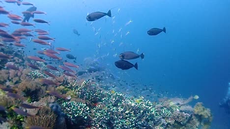 Gleiten-Entlang-Eines-Korallenriffs-Mit-Schwimmenden-Korallenfischen,-Vorbei-An-Der-Kamera,-Während-Die-Sonne-Aus-Den-Wolken-Hervortritt-Und-Das-Riff-Erleuchtet