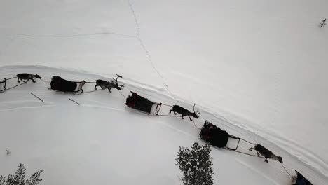 Drone-view-of-reindeer-sleighride-in-Saariselka,-Lapland,-Finland