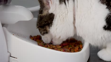 Cat-eats-on-food-bowl