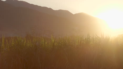 Haitianische-Ernten-Bei-Sonnenaufgang-Mit-Bergen-Im-Hintergrund