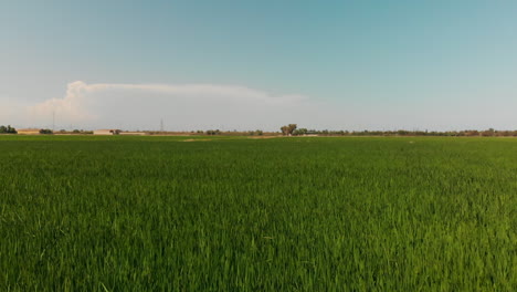 Luftaufnahme-Von-Grünen-Reisfeldern