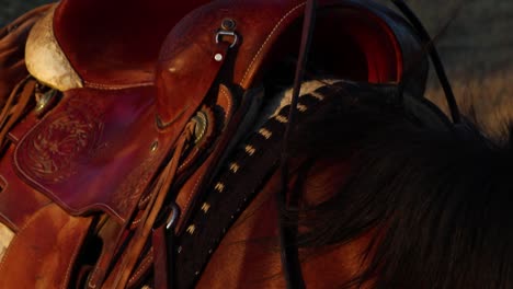 Close-up-of-horses-face-and-saddle-during-golden-hour