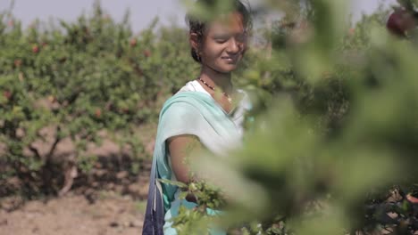 Rural-Indian-woman-chooses-pomegranates-from-a-tree