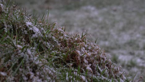 Frostiges-Gras-In-Der-Winterkälte