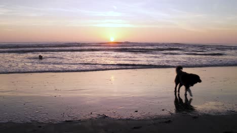 A-woman-enjoys-playing-catch-with-her-dog-during-a-beautiful-beach-sunset-in-4k