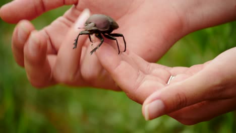 Slow-motion:-Close-up-Large-Copper-Dung-Beetle-in-walking-on-womans-hands,-stops-to-groom-antennae,-continues-walking