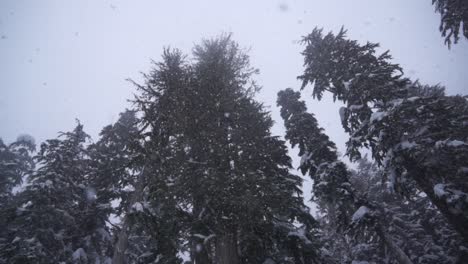 Camera-looking-up-at-snow-falling-in-forest-in-winter