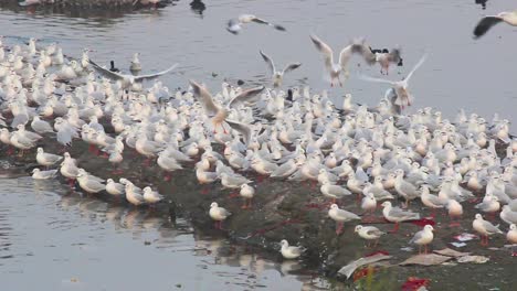 Big-group-of-seagulls-or-Slender-billed-Gull-birds-island-in-middle-of-the-lake-I-Species-of-seagulls-and-Slender-billed-Gull-birds-in-lake-stock-video