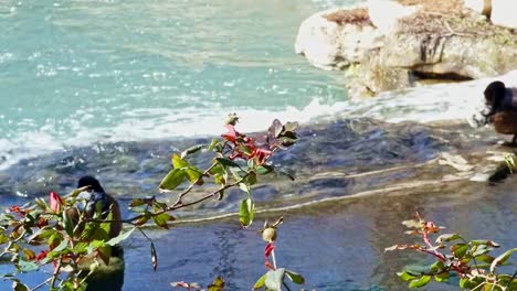 Flower-rose-swaying-in-the-wind-with-a-blurred-background-of-water-flowing-down-river-on-a-bright-sunny-day