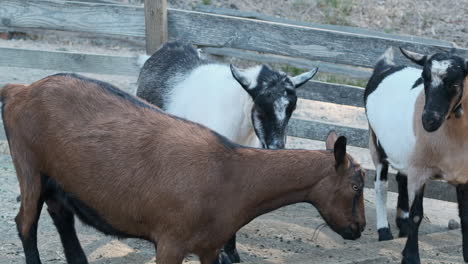 Slow-motion-wide-shot-as-a-goat-rams-its-head-into-the-side-of-another-goat-and-head-butts-it