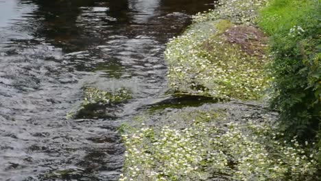 Water-Flowing-Through-Creek-Along-Bank-With-Weeds-Close-Up