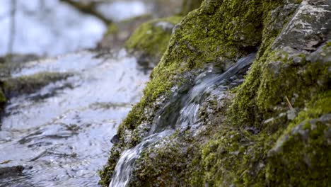 A-fresh-current-of-water-flowing-out-of-the-moss-covered-rock-in-the-woods,-CLOSEUP