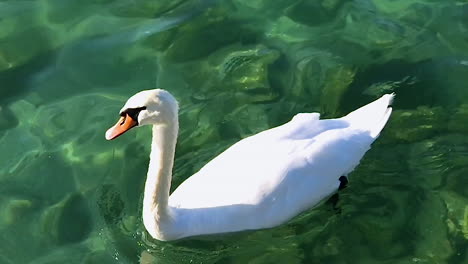 Slow-motion-of-swan-on-a-lake