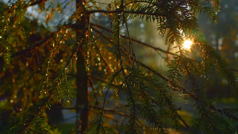 Slow-slide-shot-of-Forest-Sunset-though-close-up-of-conifer-tree-branches-in-Ruovesi-Finland