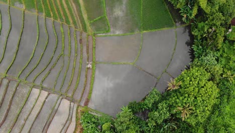 Beautiful-and-vivid-overview-clip-of-flooded-Balinese-rice-paddies-rich-rice-fields-and-lush-vegetation-in-Canggu