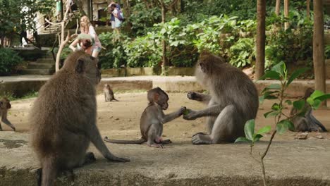 Baby-monkey-with-its-family-eats-food-in-Bali,-Indonesia