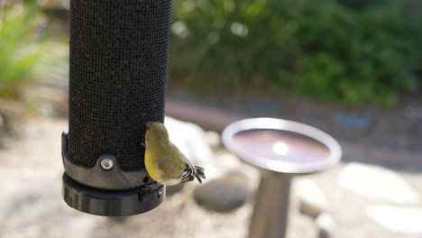 A-small-cute-Goldfinch-bird-eats-from-a-bird-feeder-in-slow-motion-next-to-a-birdbath-in-a-backyard-in-California