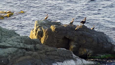 Cormorants-landed-on-rocks-in-the-sea
