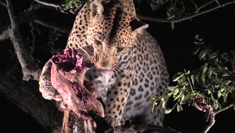 Leopard-feeding-at-night-in-the-wild