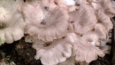 poisonous-mushroom-on-a-dead-tree-trunk