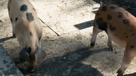 Medium-shot-in-slow-motion-of-two-pigs-as-one-pig-pushes-the-other-with-its-snout