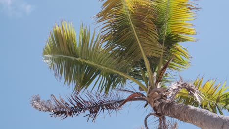 Palm-fronds-in-the-breeze