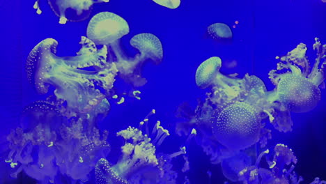 Jellyfish---Phyllorhiza-Punctata---at-Kamon-Aquarium,-Japan