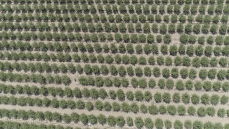 AERIAL---Rows-of-Trees-in-an-Orchard