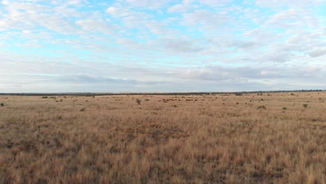 Vogelperspektive-Von-Einigen-Kühen,-Die-Im-Australischen-Outback-Herumspazieren