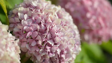Hydrangeas-close-up-shot-outdoor-on-a-sunny-day