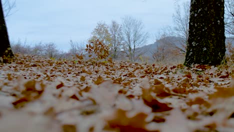 Herbstblätter-überall-Auf-Dem-Boden