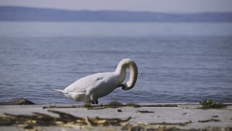 Lower-afternoon-view-footage-from-a-cleaning-oneself-swan-on-the-shore-of-Zamárdi,-Lake-Balaton