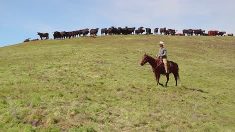 Cattle-calmly-watch-a-cowboy-ride-below-them-on-the-hill-as-he-sets-out-to-find-more-of-the-herd