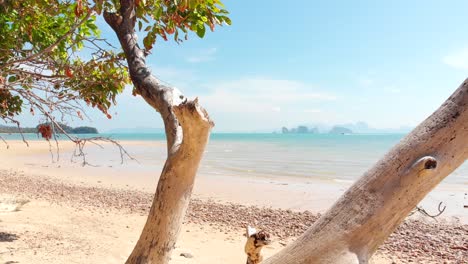 Empty-tropical-beach-in-Thailand,-Droneshot