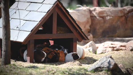 Super-cute-little-animal-Guinea-Pig-live-together-in-a-small-house