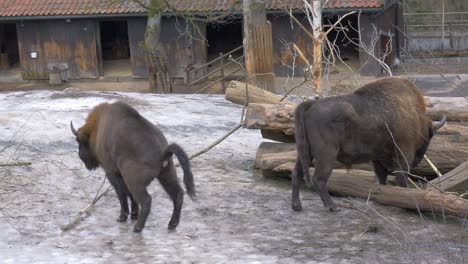 Big-male-european-bison-defecating-on-ice