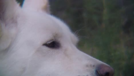 Close-up-of-a-white-adult-dogs-face-outdoors