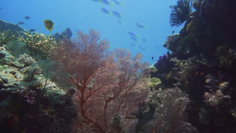 Kamera-Gleitet-über-Ein-Korallenriff-Mit-Einem-Großen-Roten-Gorgonien