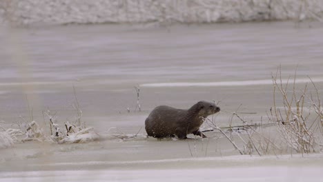 Otter-walking-on-ice-and-dive-into-the-ice-hole