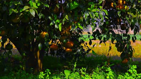 Oranges-on-the-tree-in-the-garden,-Low-angle-close-up-with-shadow-of-the-tree