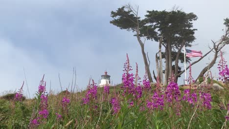 Purple-flowers-below-Battery-Point-Light-House